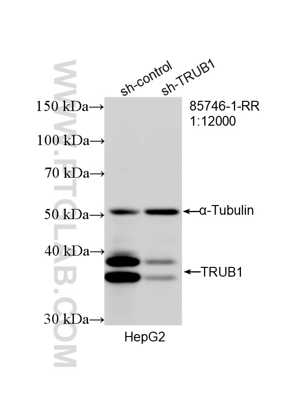 WB analysis of HepG2 using 85746-1-RR (same clone as 85746-1-PBS)