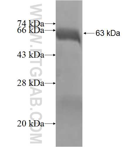 TRUB1 fusion protein Ag3213 SDS-PAGE
