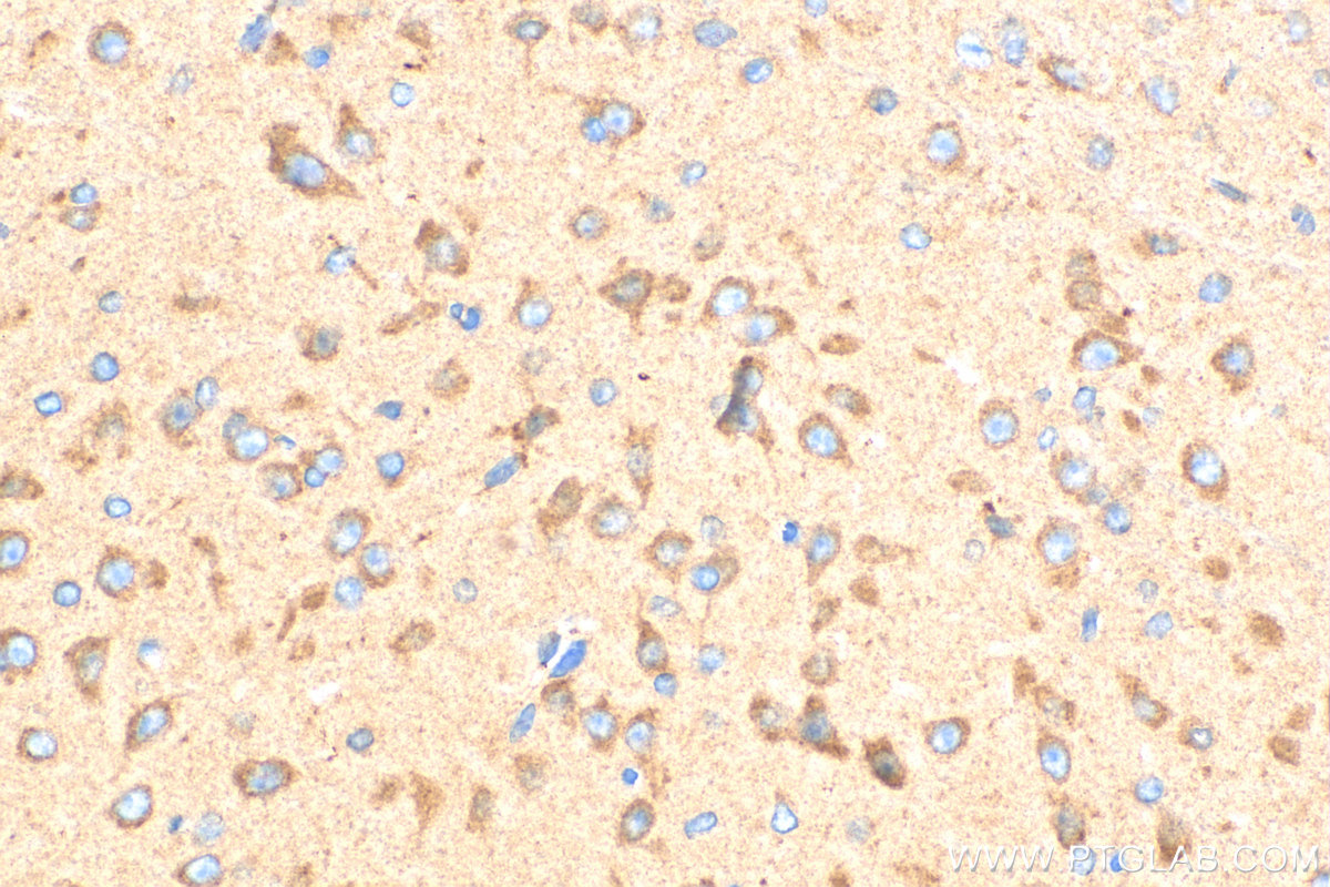 IHC staining of mouse brain using 24601-1-AP