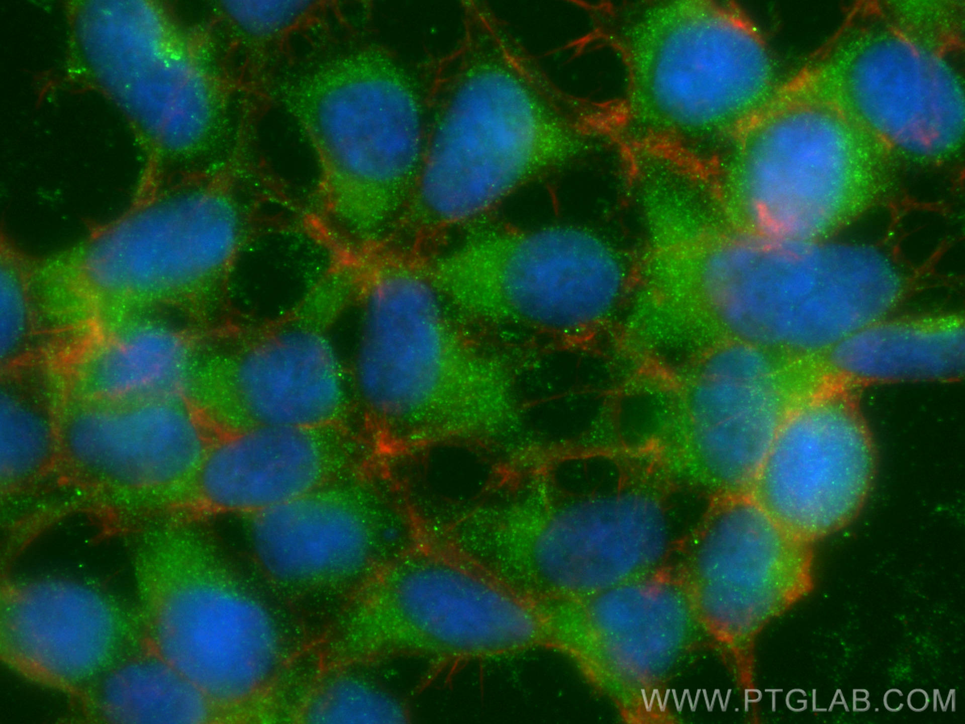 IF Staining of HEK-293 using 68380-1-Ig (same clone as 68380-1-PBS)