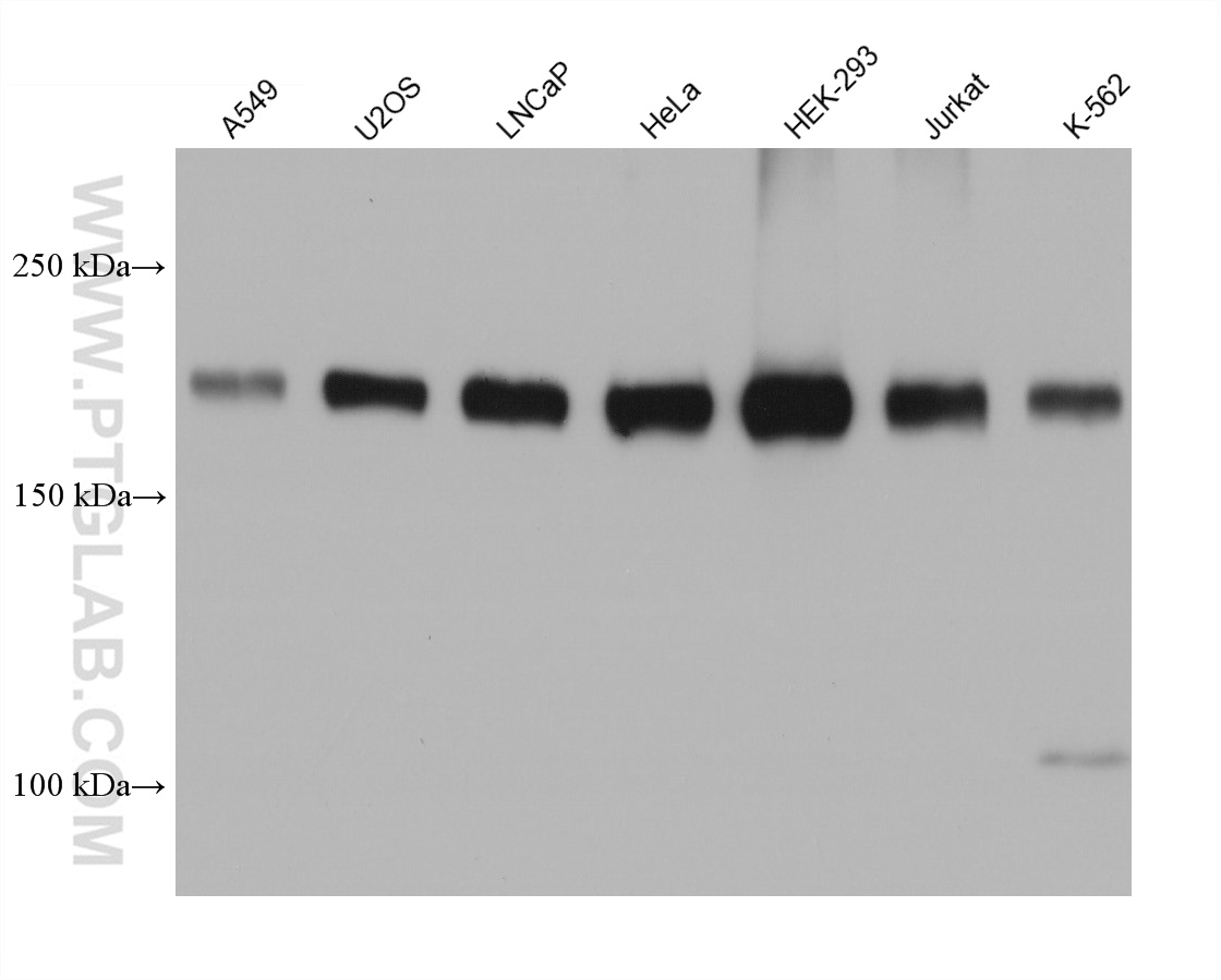 WB analysis using 68380-1-Ig (same clone as 68380-1-PBS)