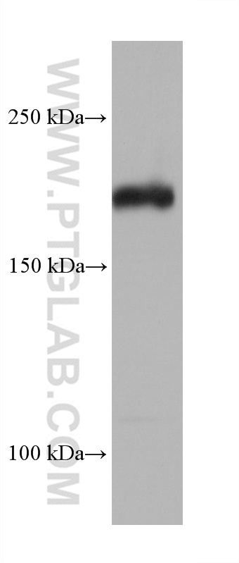 WB analysis of NIH/3T3 using 68380-1-Ig (same clone as 68380-1-PBS)