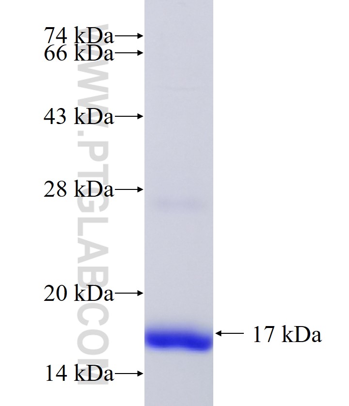 TSC22D3 fusion protein Ag37346 SDS-PAGE TSC22D3 fusion protein Ag37346 SDS-PAGE