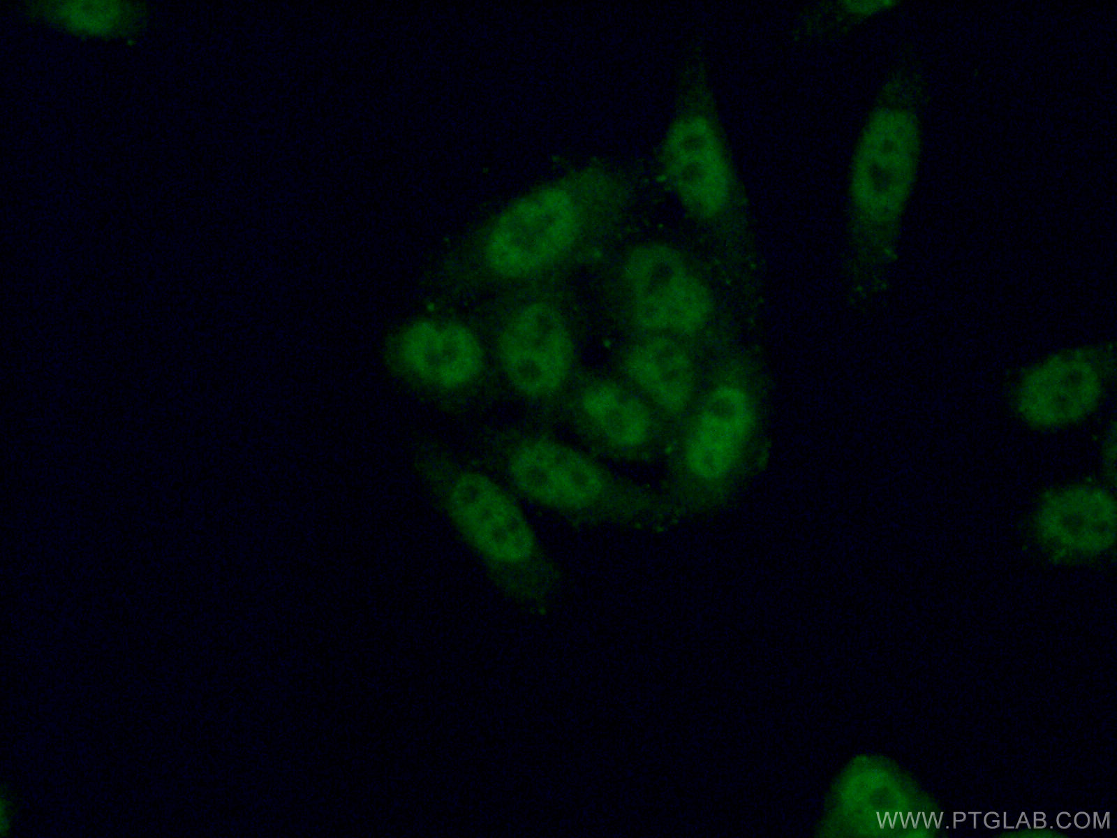 IF Staining of HeLa using 13103-2-AP