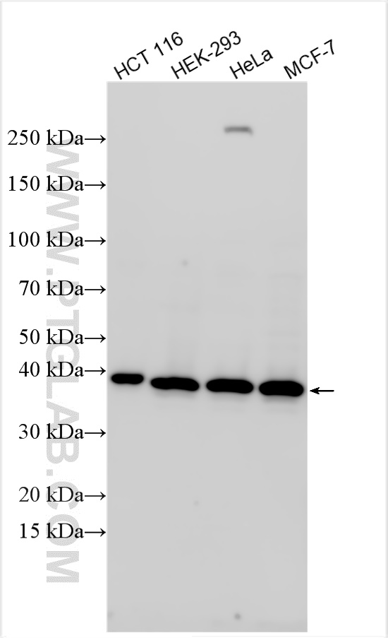 WB analysis using 31212-1-AP