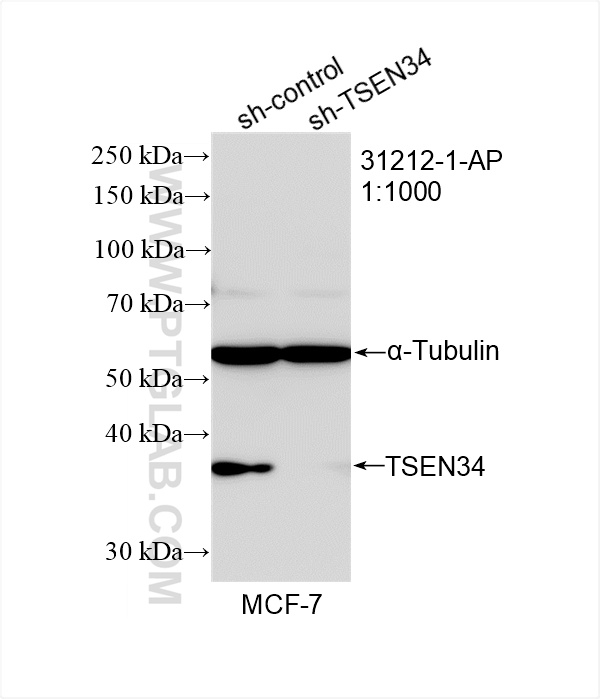 WB analysis of MCF-7 using 31212-1-AP