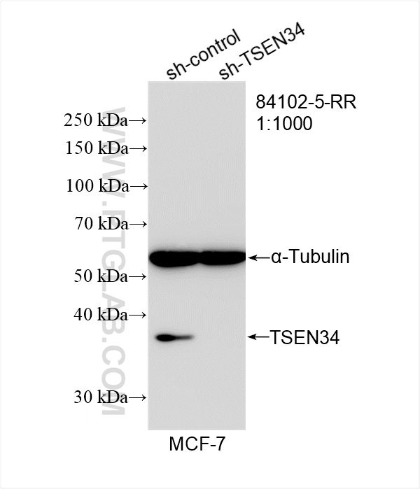 WB analysis of MCF-7 using 84102-5-RR (same clone as 84102-5-PBS)