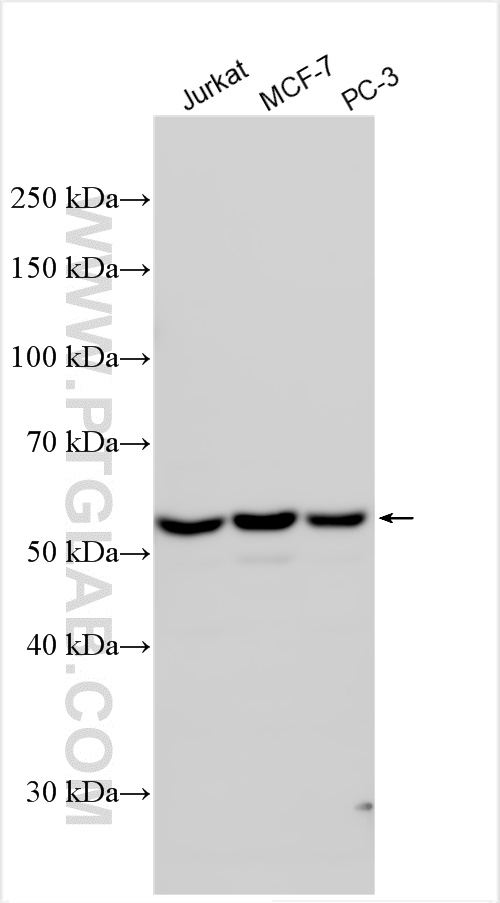 WB analysis using 14320-1-AP