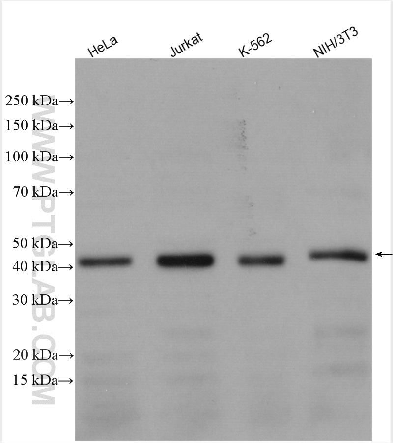 WB analysis using 28283-1-AP