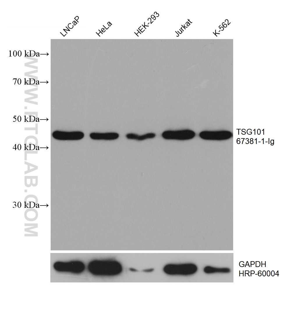 WB analysis using 67381-1-Ig