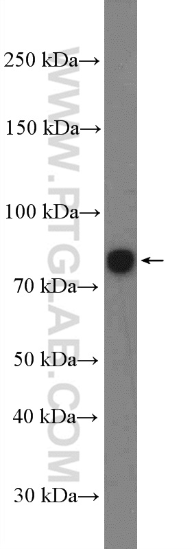 WB analysis of rat testis using 12593-1-AP