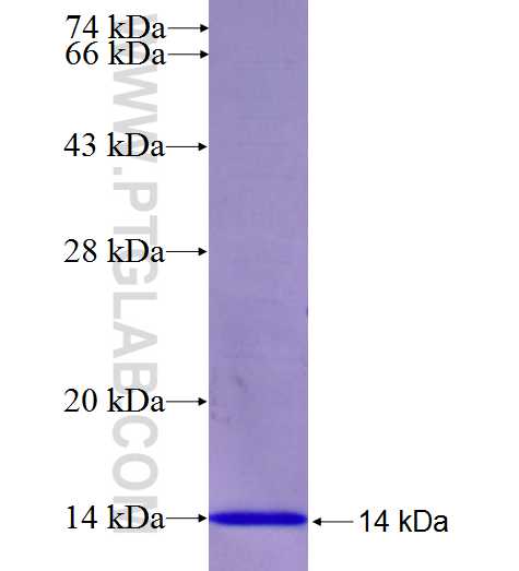 TSHB fusion protein Ag27153 SDS-PAGE