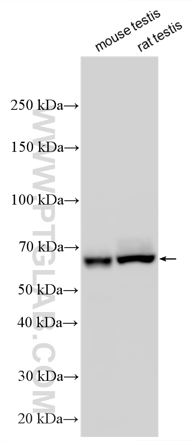WB analysis using 33992-1-AP