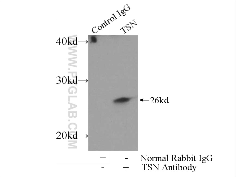 IP experiment of MCF-7 using 55426-1-AP