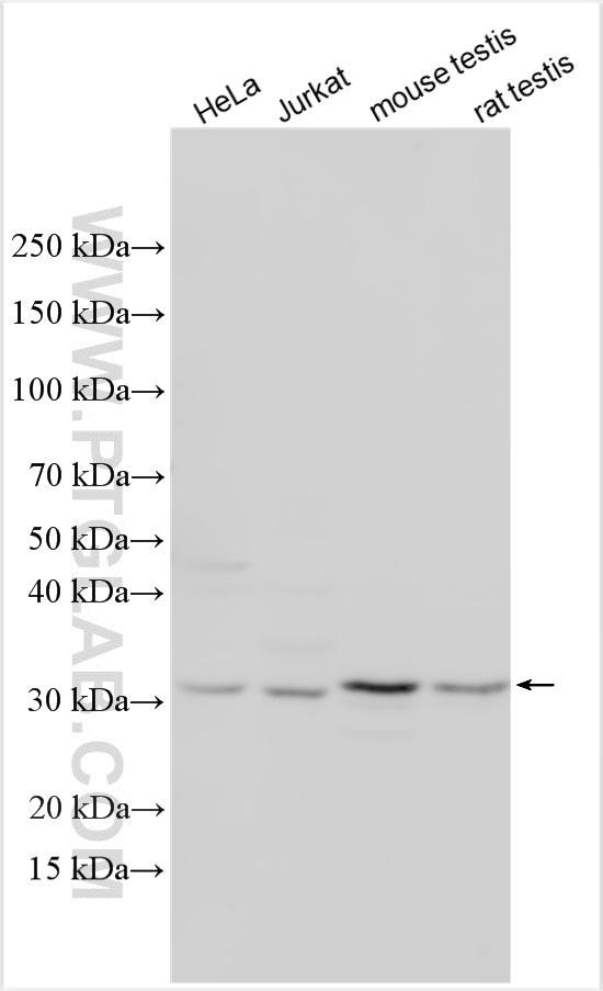 WB analysis using 11040-1-AP