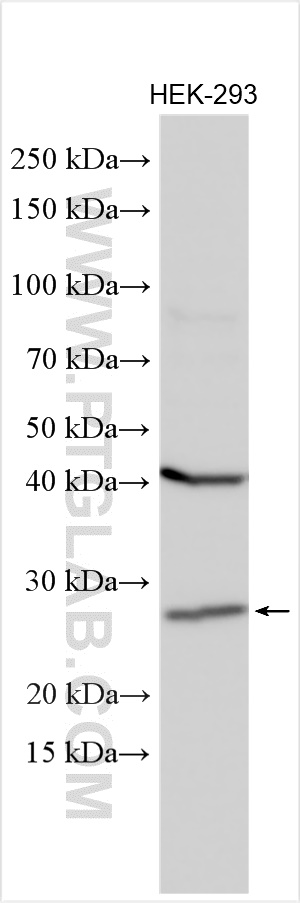 WB analysis using 16058-1-AP