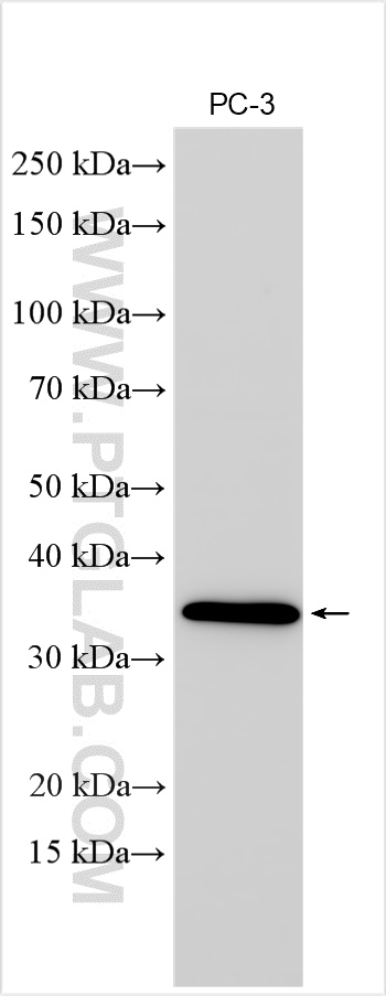 TSPAN13