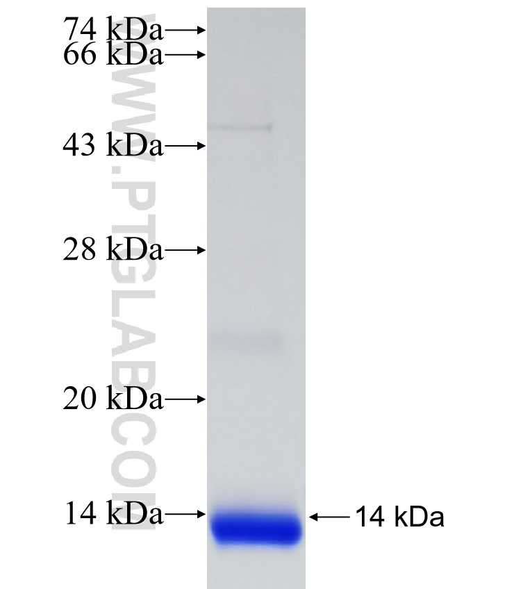 TSPAN13 fusion protein Ag32351 SDS-PAGE TSPAN13 fusion protein Ag32351 SDS-PAGE