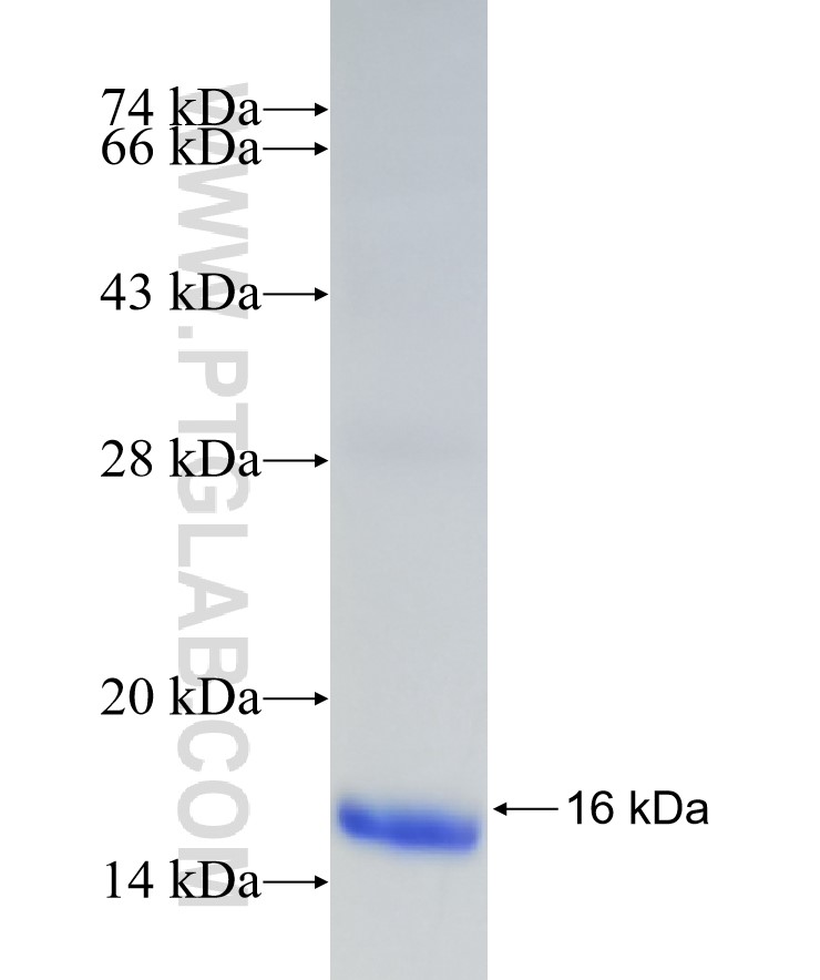 TSPAN3 fusion protein Ag32905 SDS-PAGE TSPAN3 fusion protein Ag32905 SDS-PAGE