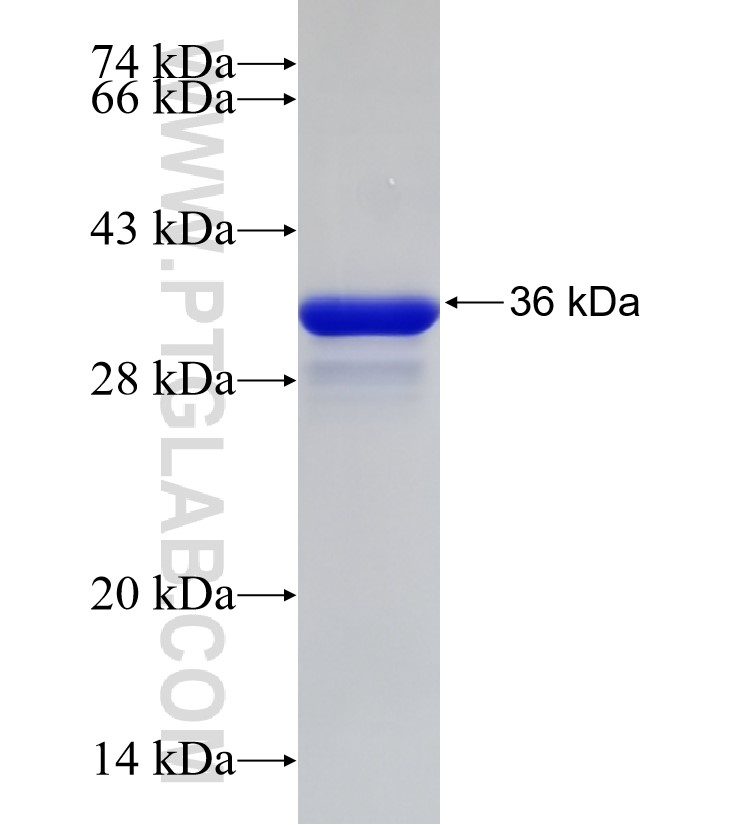 TSPAN3 fusion protein Ag33102 SDS-PAGE