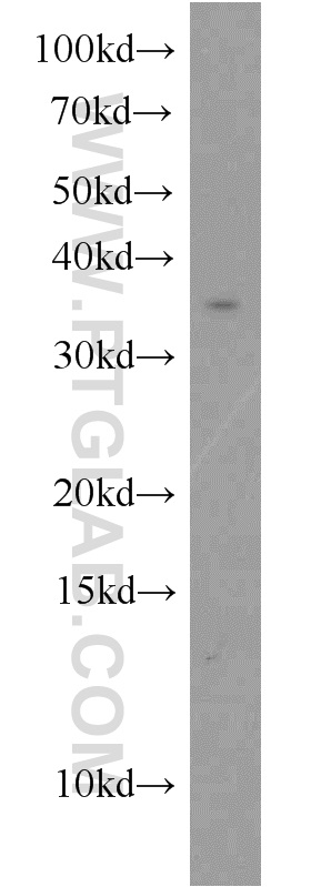 WB analysis of K-562 using 18695-1-AP