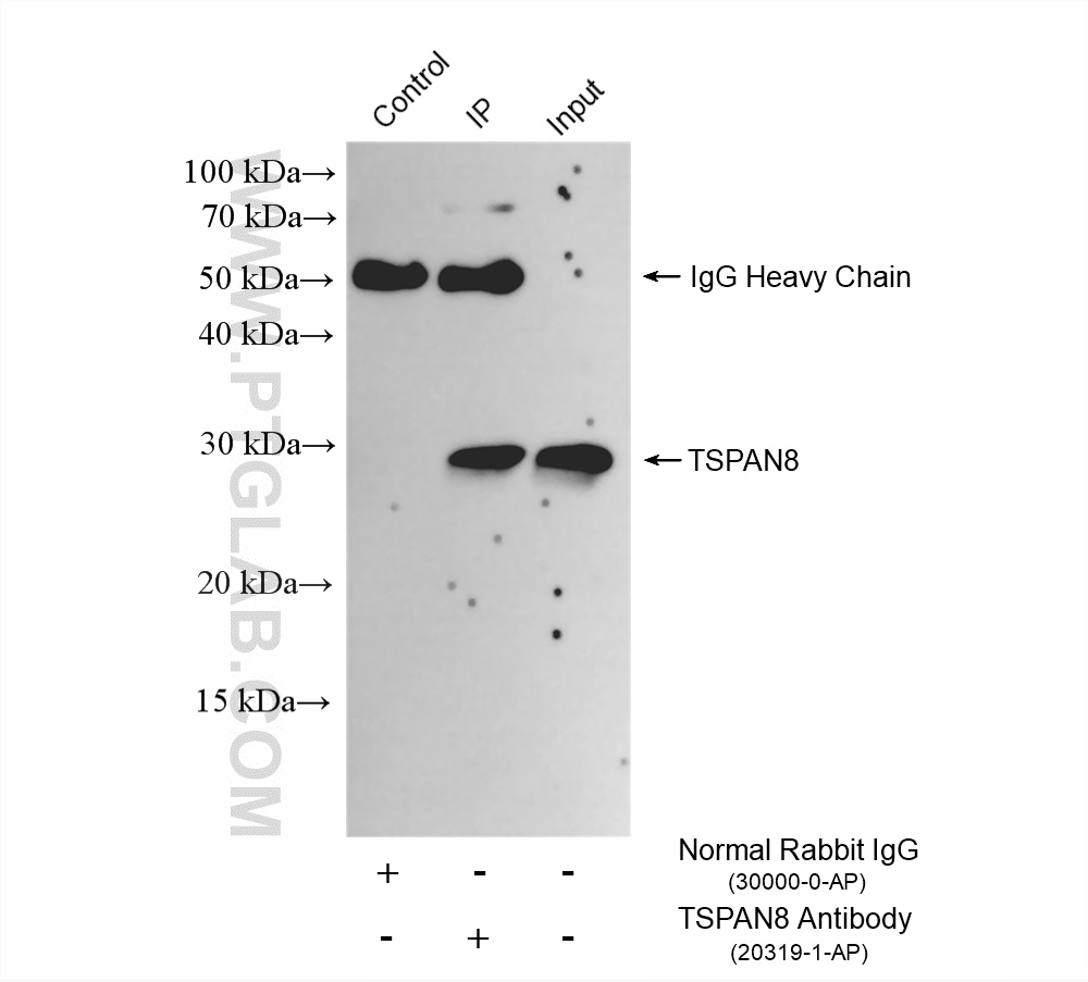 IP experiment of PC-12 using 20319-1-AP