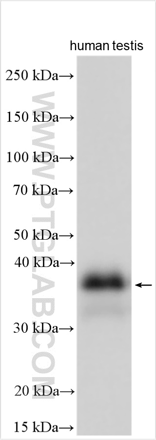 WB analysis of human testis using 22257-1-AP