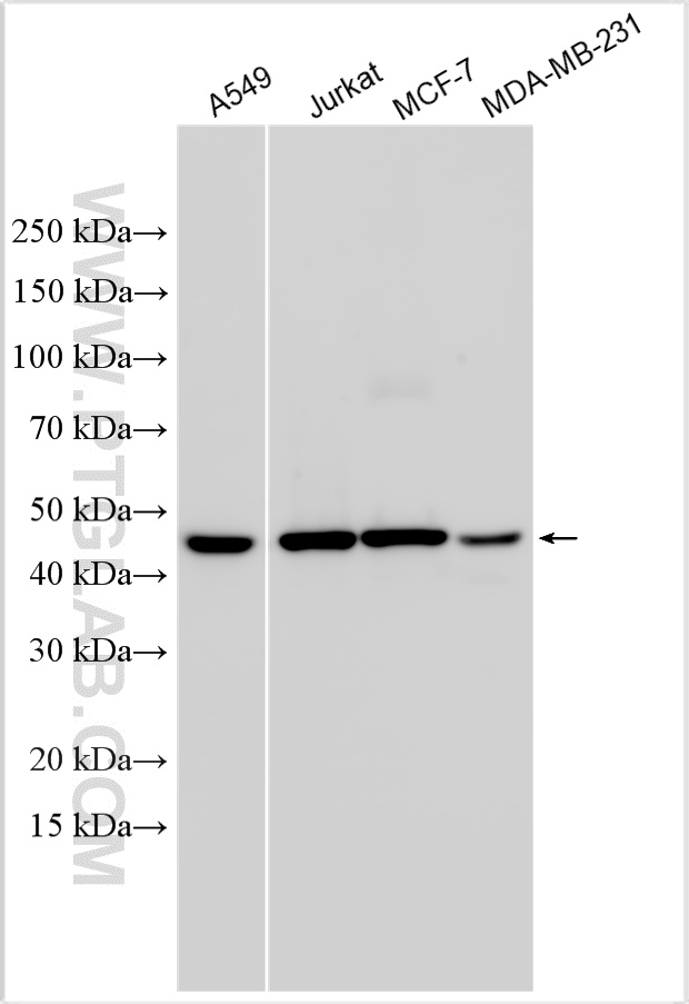 WB analysis using 27617-1-AP