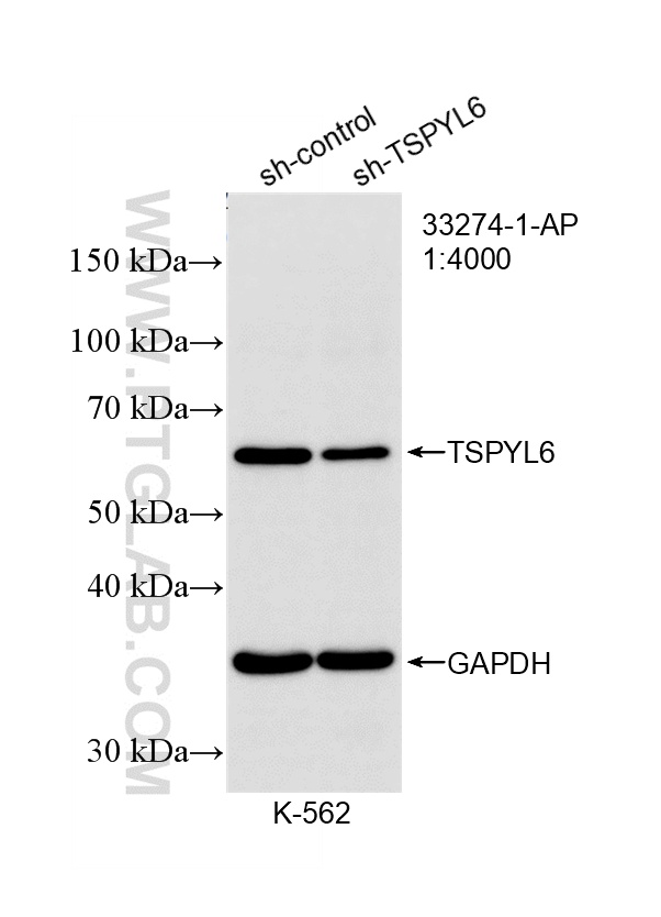 WB analysis of K-562 using 33274-1-AP