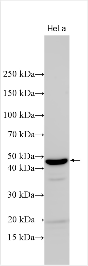 WB analysis using 13806-1-AP