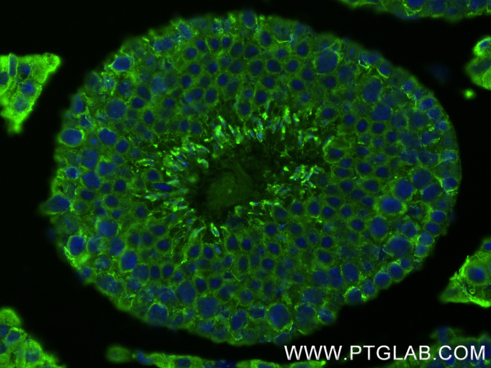 IF Staining of mouse testis using 83401-4-RR (same clone as 83401-4-PBS)