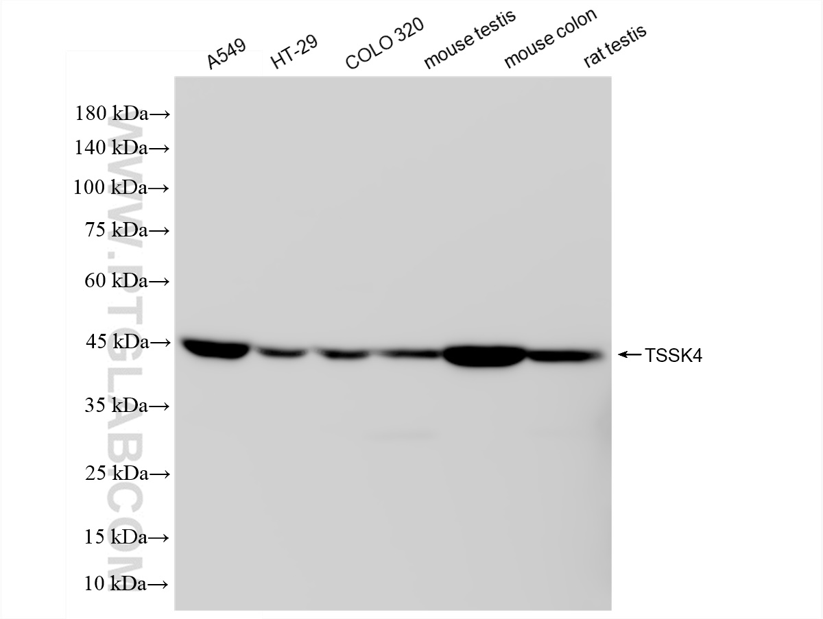 WB analysis using 83401-4-RR (same clone as 83401-4-PBS)
