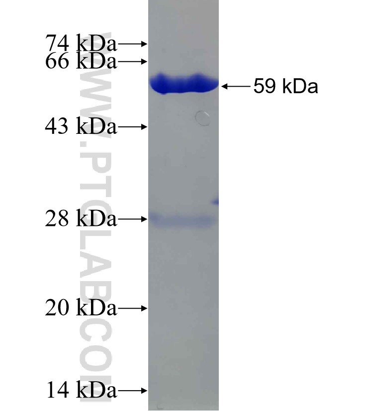 TST fusion protein Ag9346 SDS-PAGE