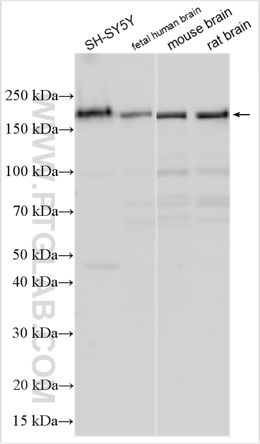 WB analysis using 32938-1-AP
