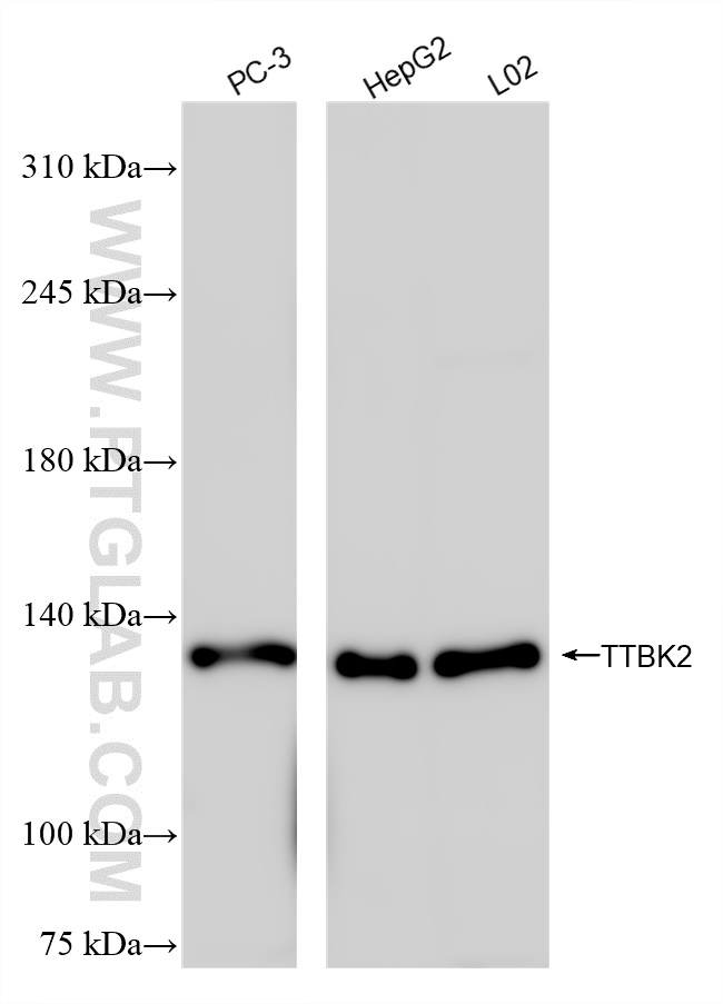 WB analysis using 84634-1-RR