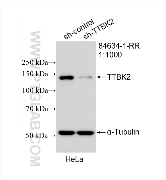 WB analysis of HeLa using 84634-1-RR (same clone as 84634-1-PBS)