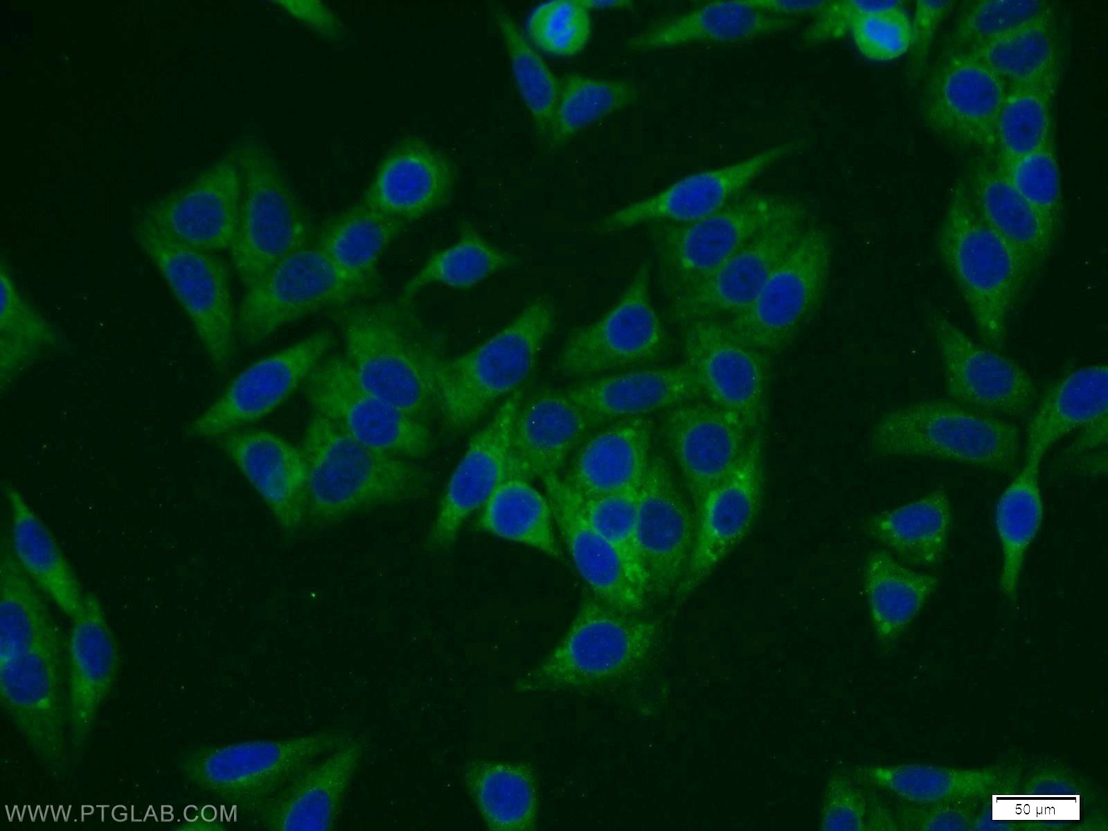 IF Staining of HepG2 using 11676-1-AP