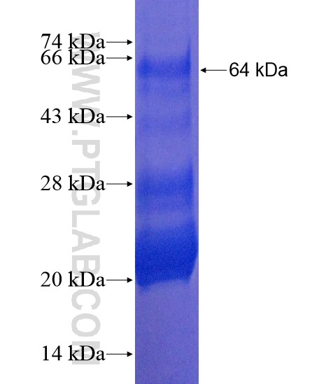 TTC23L fusion protein Ag20452 SDS-PAGE