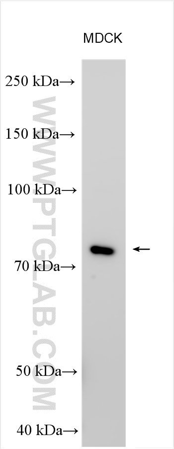 IP experiment of MDCK using 25354-1-AP