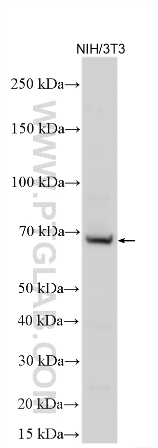WB analysis using 25083-1-AP