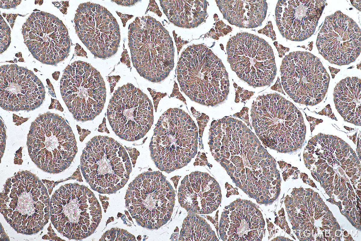 Immunohistochemical analysis of paraffin-embedded mouse testis tissue slide using 25422-1-AP (TTC32 antibody) at dilution of 1:200 (under 10x lens). Heat mediated antigen retrieval with Tris-EDTA buffer (pH 9.0). IHC staining of mouse testis using 25422-1-AP