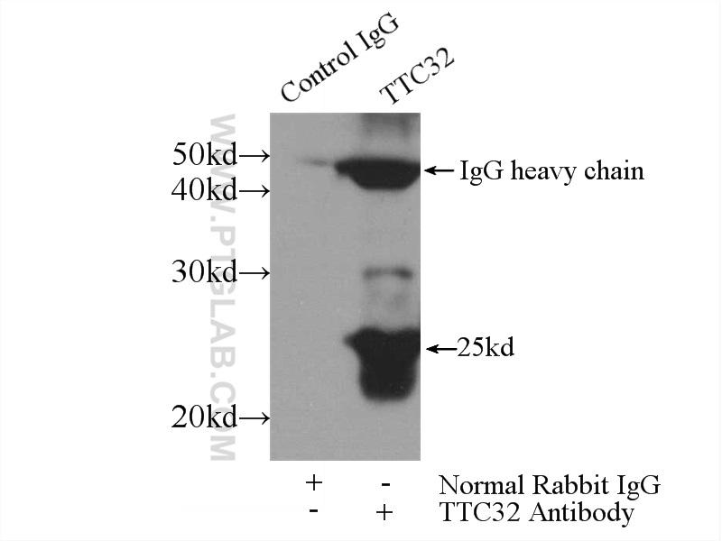 IP result of anti-TTC32 (IP:25422-1-AP, 4ug; Detection:25422-1-AP 1:300) with mouse testis tissue lysate 4000ug. IP experiment of mouse testis using 25422-1-AP