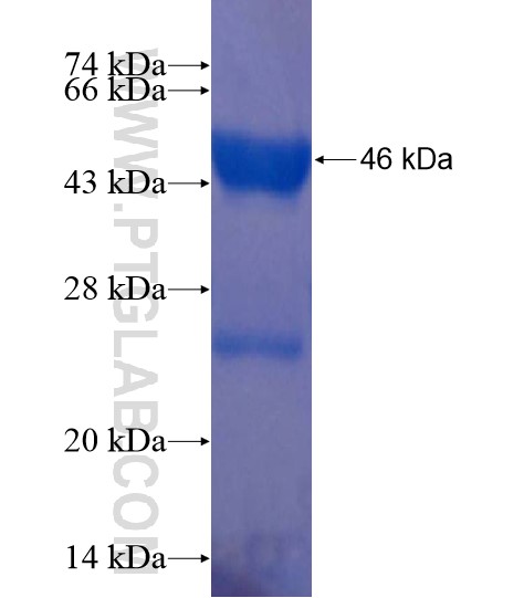 TTC32 fusion protein Ag22220 SDS-PAGE