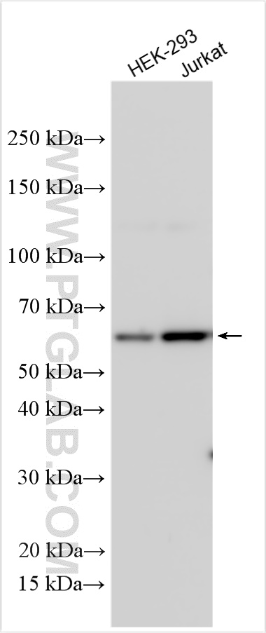 WB analysis using 24887-1-AP