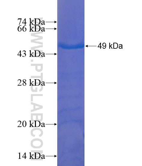 TTC39C fusion protein Ag21680 SDS-PAGE