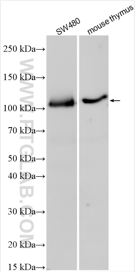 WB analysis using 21600-1-AP