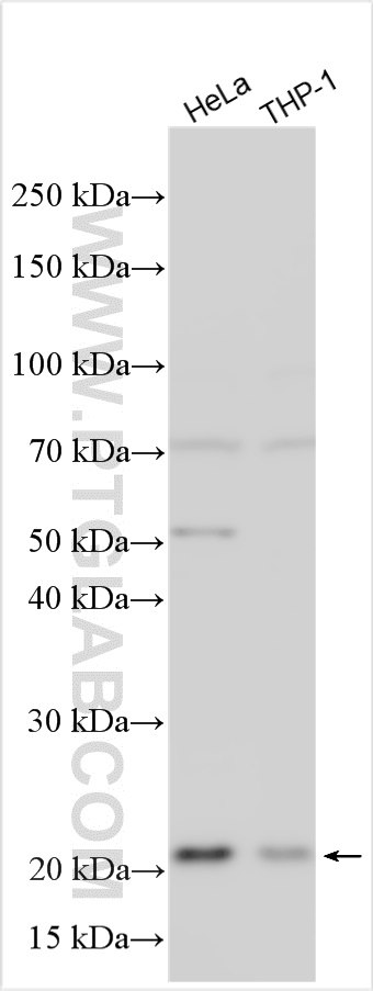 WB analysis using 31797-1-AP