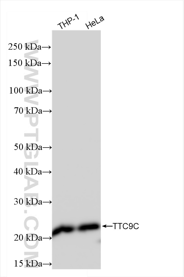 WB analysis using 84611-2-RR