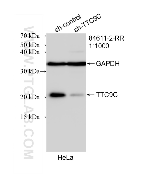 WB result of TTC9C antibody (84611-2-RR; 1:1000; incubated at room temperature for 1.5 hours) with sh-Control and sh-TTC9C transfected HeLa cells. WB analysis of HeLa using 84611-2-RR