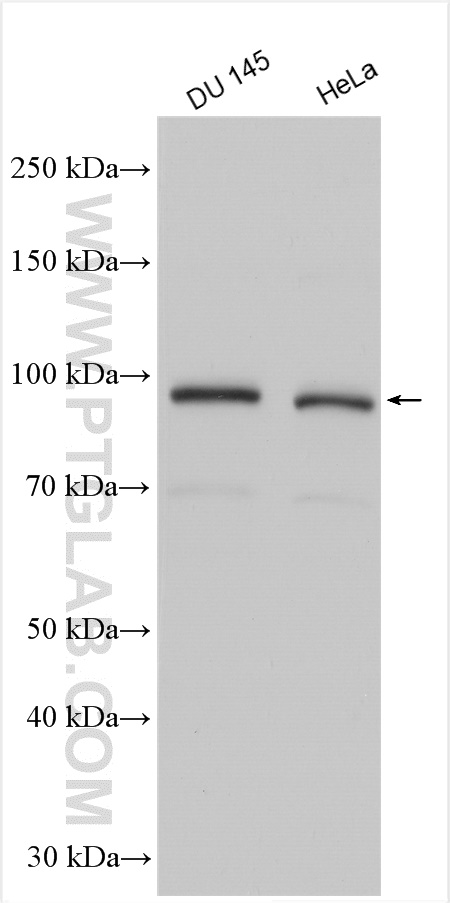 WB analysis using 10381-1-AP